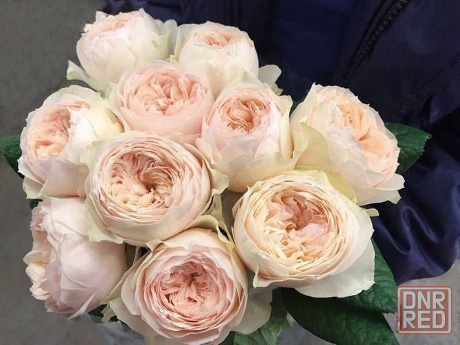 Саженцы роз на весну Донецк - изображение 7