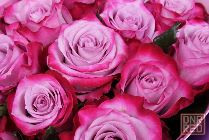 Саженцы роз на весну Донецк - изображение 3