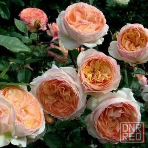 Саженцы роз на весну Донецк - изображение 8