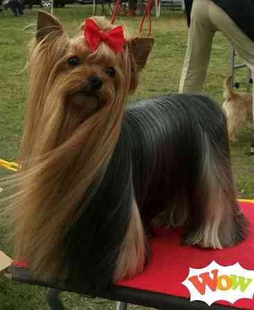 Йоркширский терьер щенок Донецк