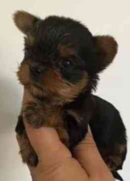 Йоркширский терьер щенок Донецк