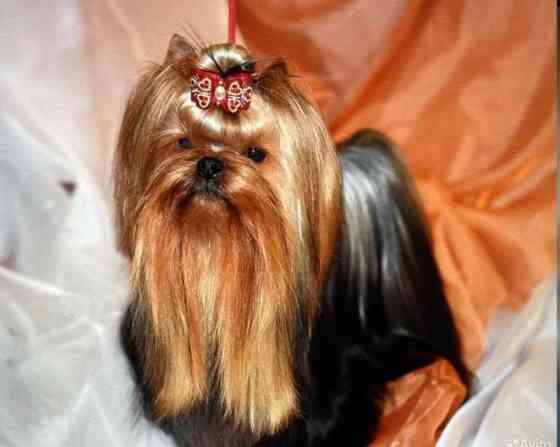 Йоркширский терьер щенок Донецк