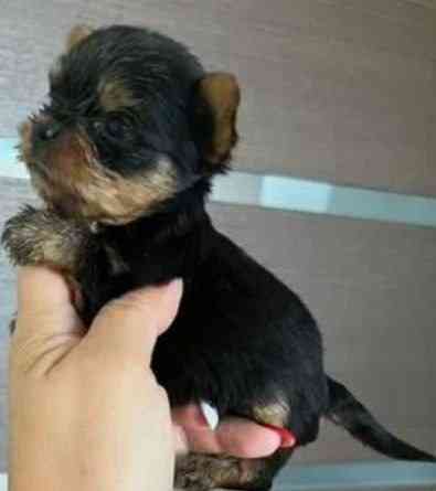 Йоркширский терьер щенок Донецк