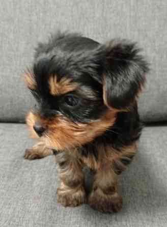 Йоркширский терьер щенок Донецк