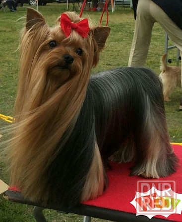 Йоркширский терьер щенок Донецк - изображение 4