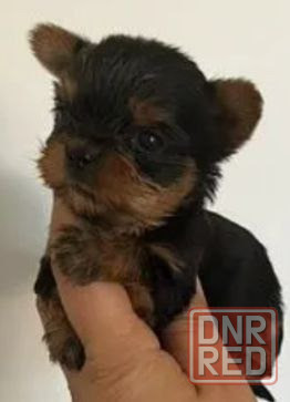 Йоркширский терьер щенок Донецк - изображение 3