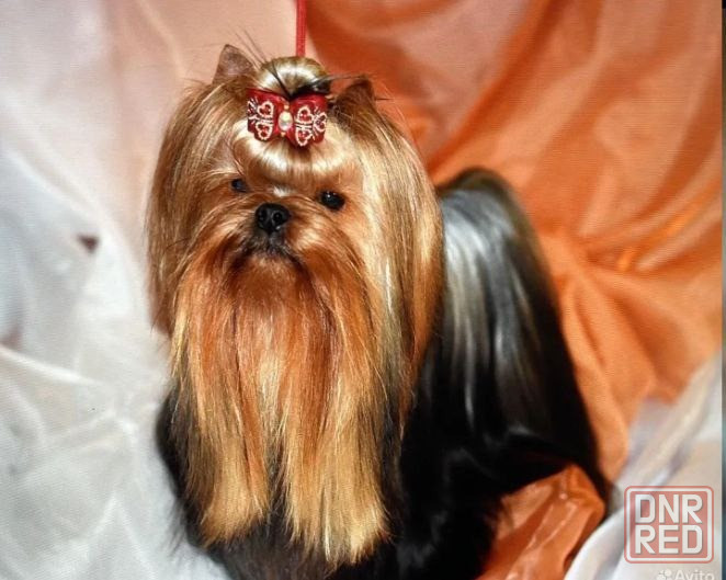 Йоркширский терьер щенок Донецк - изображение 5