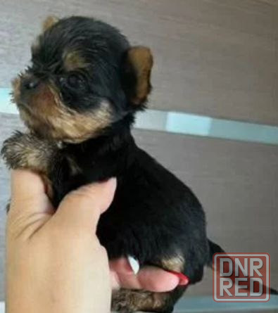 Йоркширский терьер щенок Донецк - изображение 2