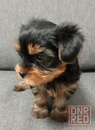 Йоркширский терьер щенок Донецк - изображение 1