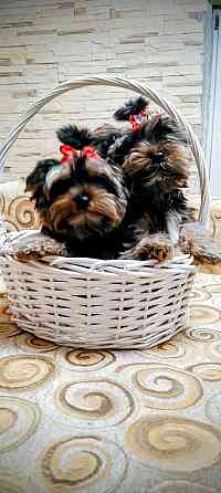 Продам щенков йорка Донецк