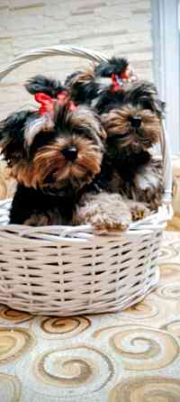 Продам щенков йорка Донецк