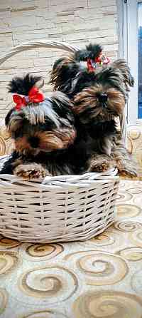 Продам щенков йорка Донецк