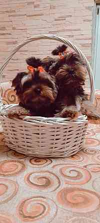 Продам щенков йорка Донецк