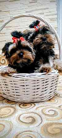 Продам щенков йорка Донецк