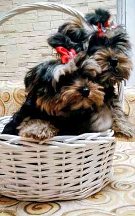 Продам щенков йорка Донецк
