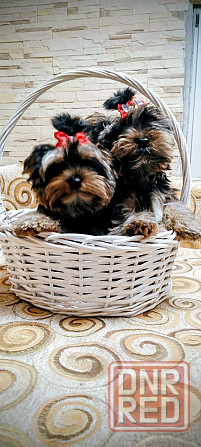 Продам щенков йорка Донецк - изображение 6