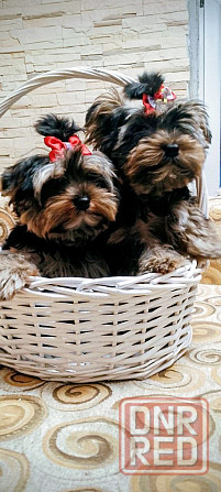 Продам щенков йорка Донецк - изображение 8