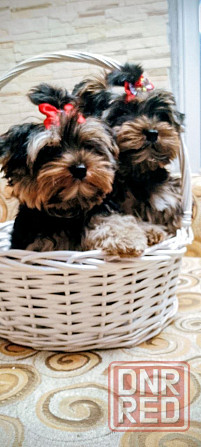 Продам щенков йорка Донецк - изображение 3