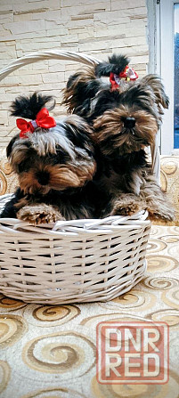 Продам щенков йорка Донецк - изображение 2