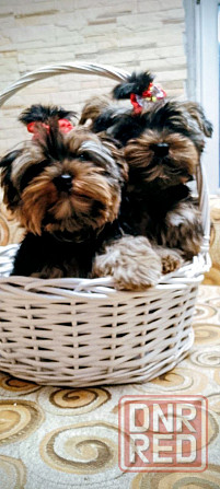 Продам щенков йорка Донецк - изображение 7