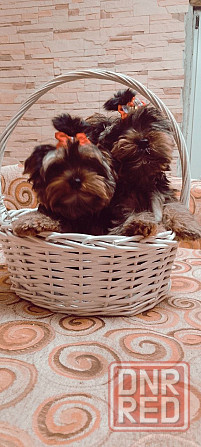 Продам щенков йорка Донецк - изображение 5