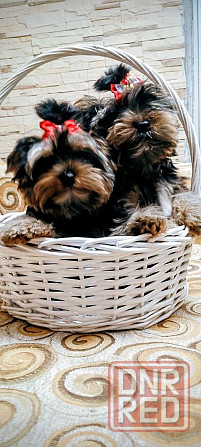 Продам щенков йорка Донецк - изображение 4
