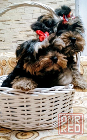Продам щенков йорка Донецк - изображение 1