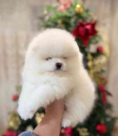 щенки шпица Донецк