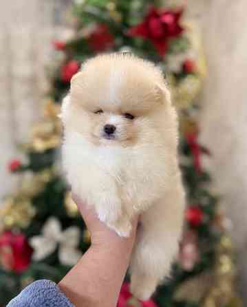 щенки шпица Донецк