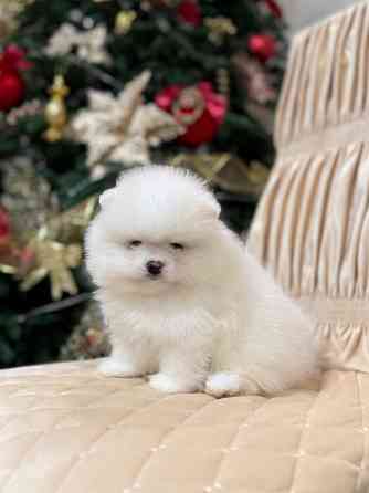 щенки шпица Донецк