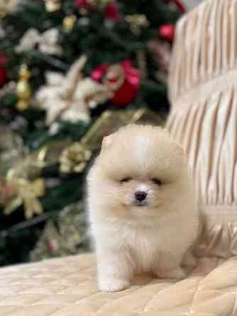 щенки шпица Донецк