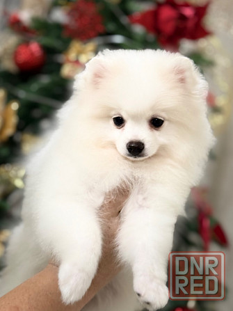 щенки шпица Донецк - изображение 7