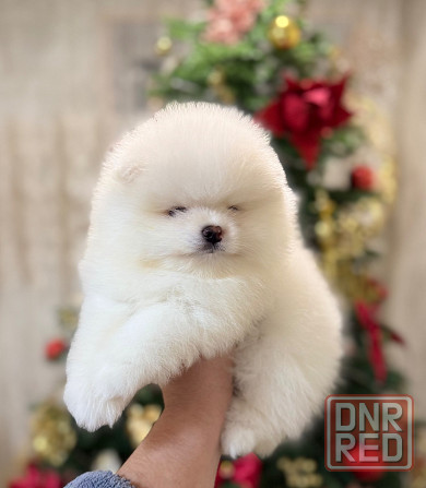 щенки шпица Донецк - изображение 5