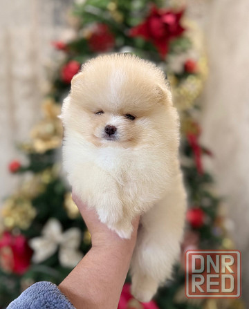 щенки шпица Донецк - изображение 6