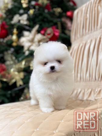 щенки шпица Донецк - изображение 1