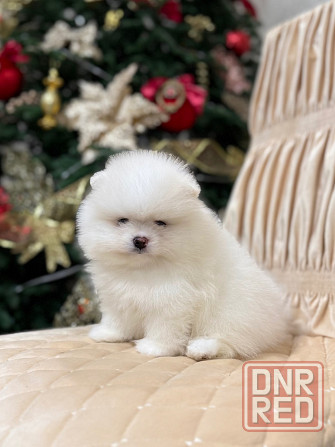 щенки шпица Донецк - изображение 2