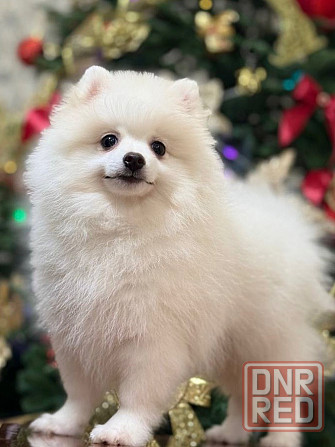 щенки шпица Донецк - изображение 8