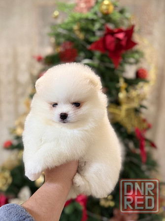 щенки шпица Донецк - изображение 4