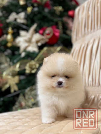 щенки шпица Донецк - изображение 3