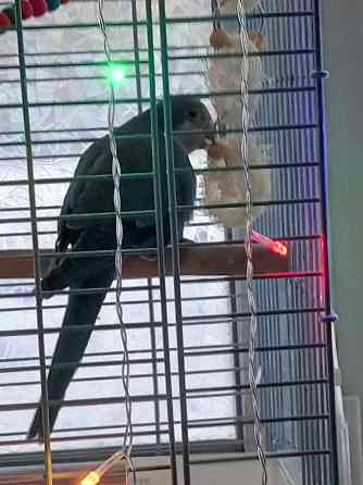 Попугайчик Донецк