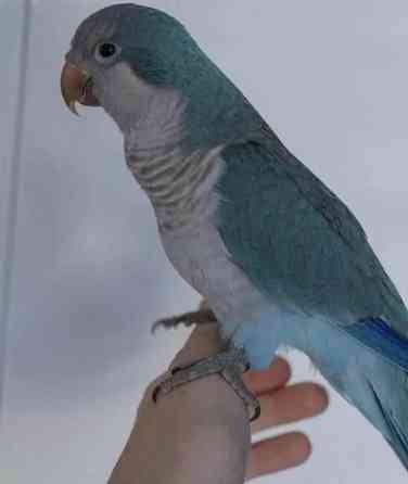 Попугайчик Донецк