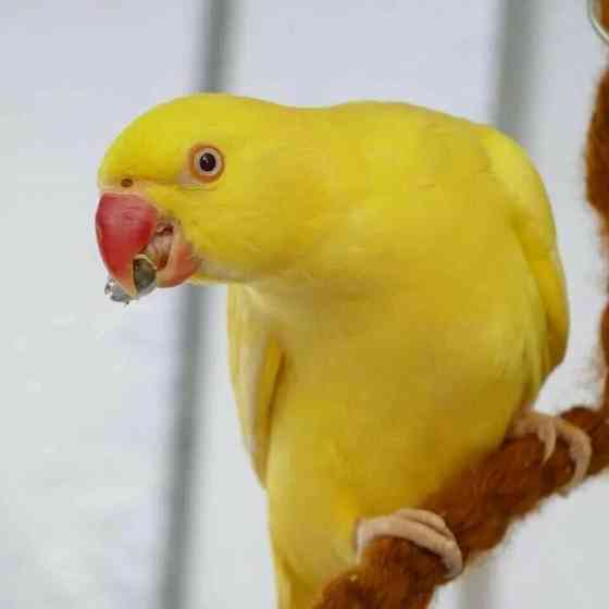 Монах и Ожереловый попугай Донецк