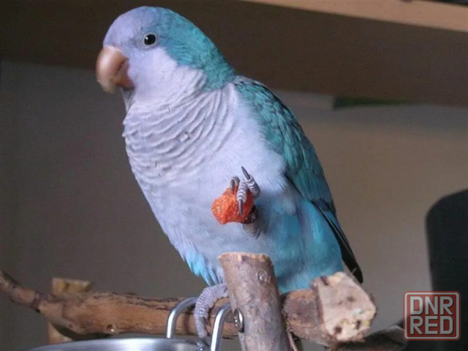 Попугайчик Донецк - изображение 3