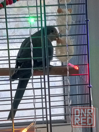 Попугайчик Донецк - изображение 1