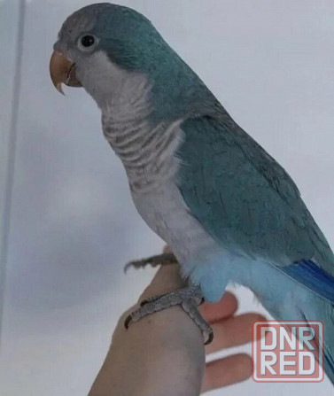 Попугайчик Донецк - изображение 2