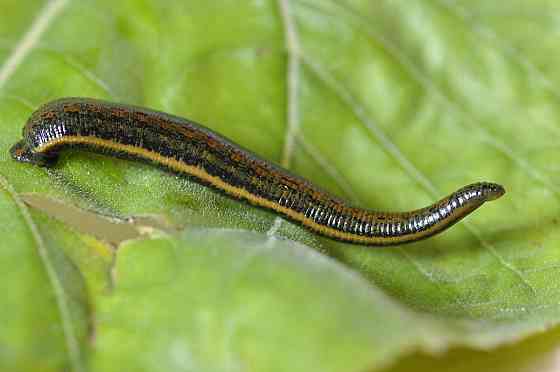 Продажа пиявок медицинских в Луганске Луганск