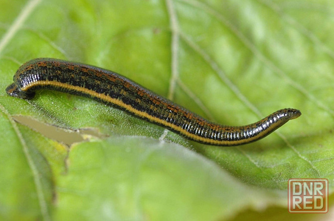 Продажа пиявок медицинских в Луганске Луганск - изображение 1