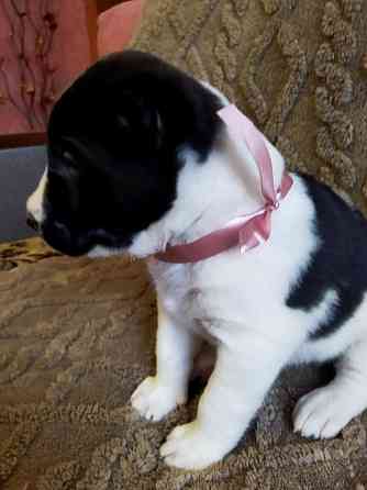 Среднеазиатская овчарка, щенок Макеевка