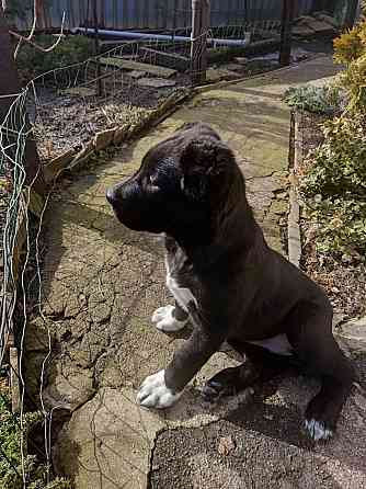 Алабай (щенок среднеазиатской овчарки) Макеевка