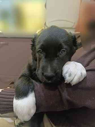 Алабай (щенок среднеазиатской овчарки) Макеевка